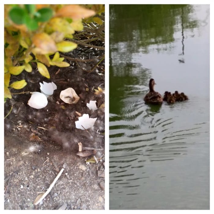 The Avenue Ducklings