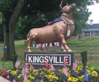 Kingsville Bull