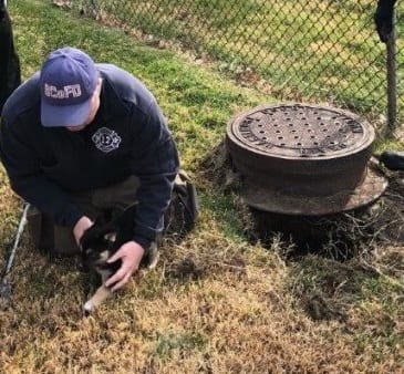 Puppy Storm Drain Middle River