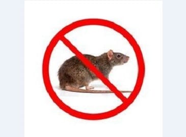 How To Get Rid Of Mice and Other FAQ's About Rodent Control - Synergy²