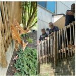 Parkville Deer Rescue 202407