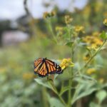 Monarch Butterfly on Milkweed