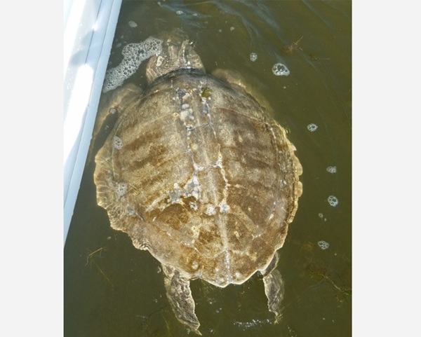 Maryland DNR warns of cold-stunned sea turtles, marine mammals