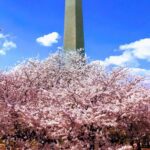 Washington DC Cherry Blossoms