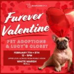 White Marsh Mall Pet Adoption Event 20240207